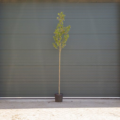 Prunus 'Umeniko'